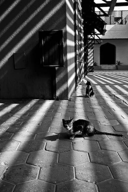 Cats' Alien Landscape