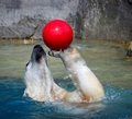 Polar Ball