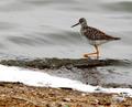 Shorebird