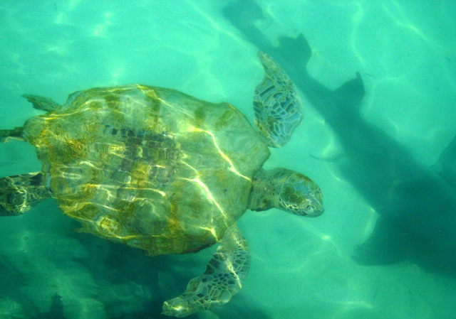 Blue Water, Green Turtle, Black Death