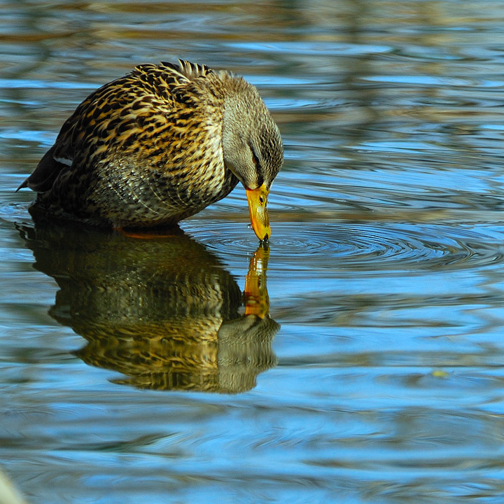 Water Drop By Duck