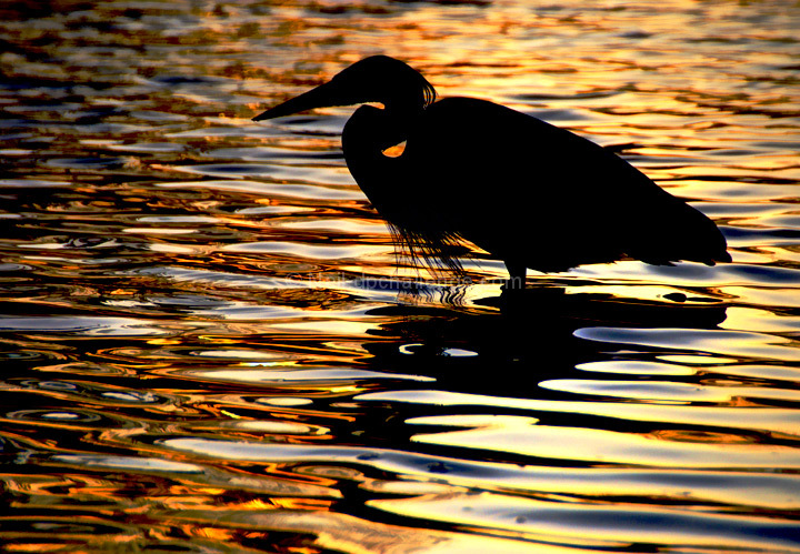 On Golden Pond