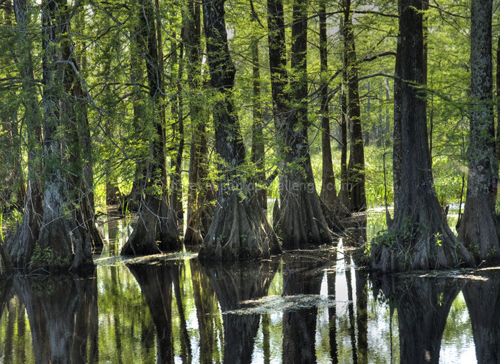 Mystical Waters