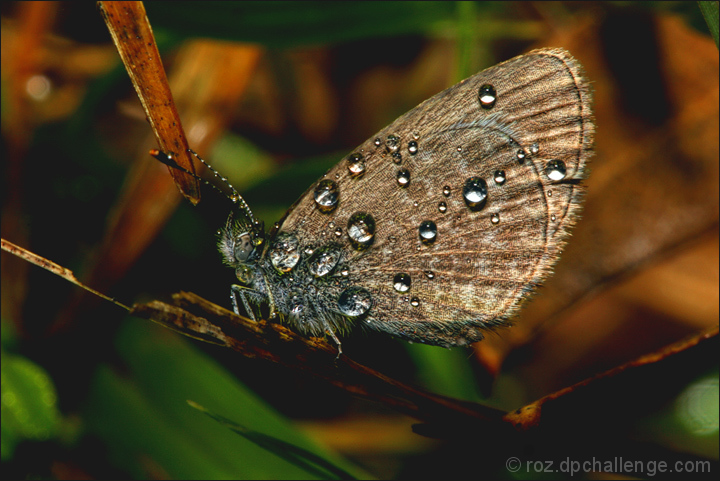 dew drops