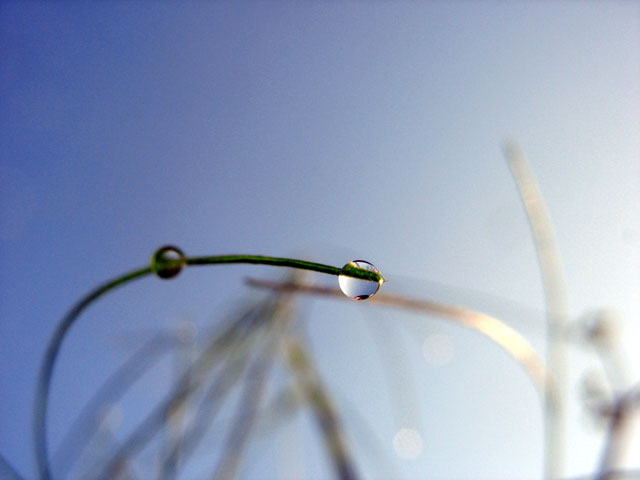 Dew – The other form of Water 