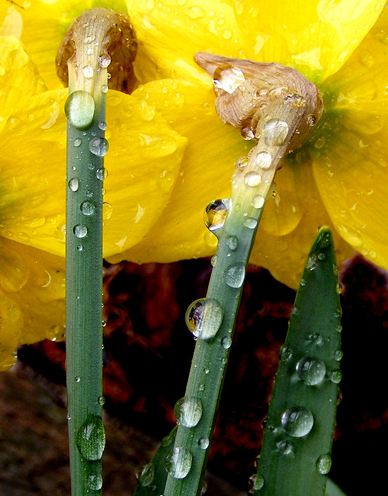 Shy Daffodils