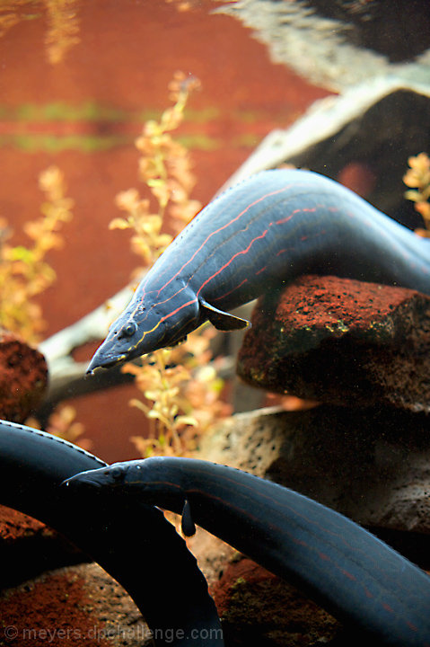 Eels in the Red Sea