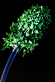 Hyacinth