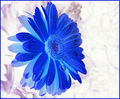 Blue Bash