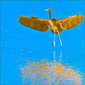 Garuda Decending