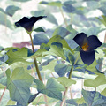 The Rare Black Trillium in Bloom