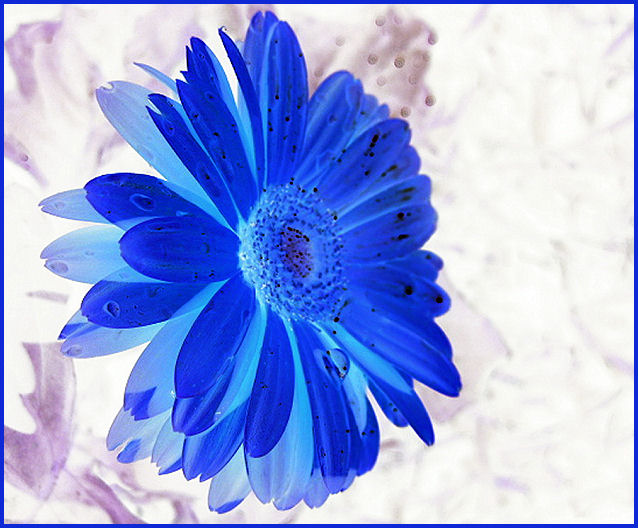 Blue Bash