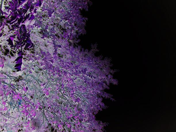 hey nice trees