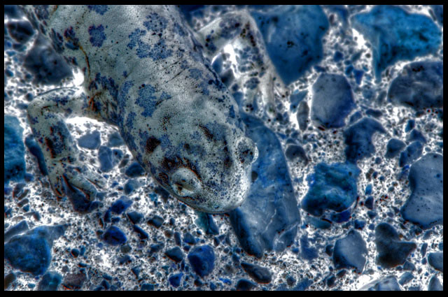 Chameleon camo