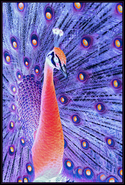 Positively  Peacock