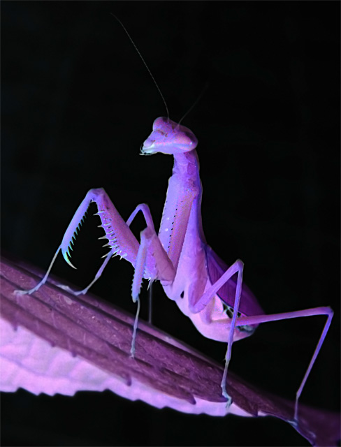 mantis 
