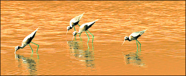 Wading in Golden Water