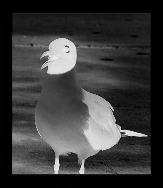 Negative Seagull