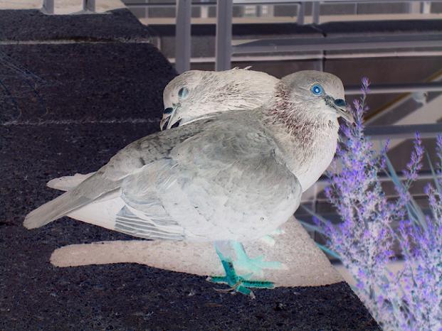 Union Square Pigeons