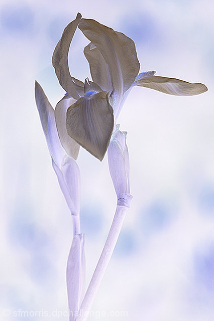 Iris 