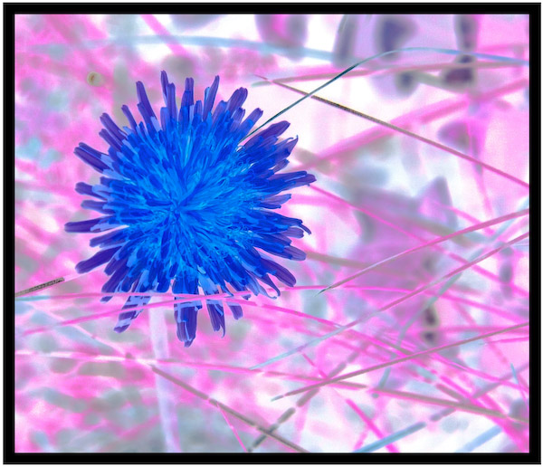 Dandelion Blues