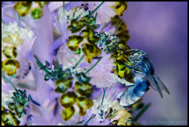 Bee and Lavender, Cedar Grove Park, California