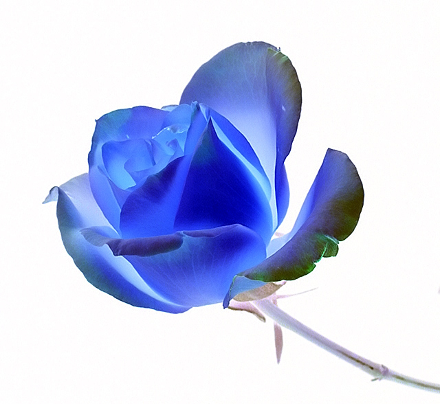 Roses are Blue