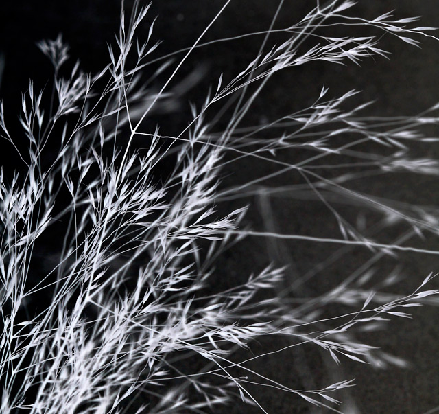 grass