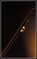 big scary needle