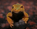 Rock Iguana