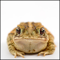 Grumpy Toad