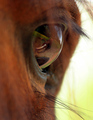 Equine Vision