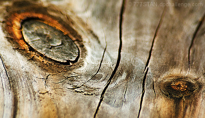 Tiger Eyes in Perspective