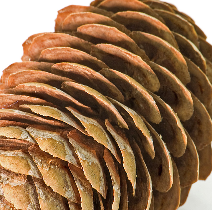 Pine Cone