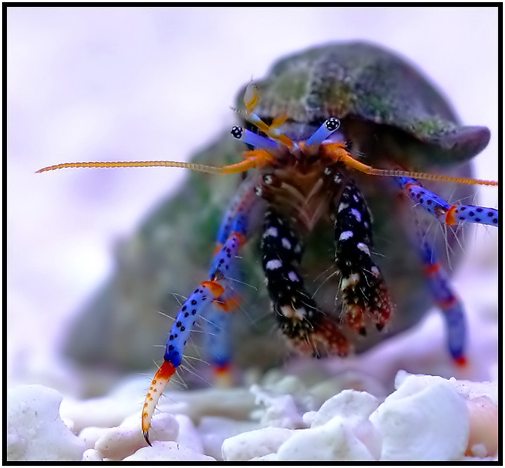 Blue-legged hermit crab