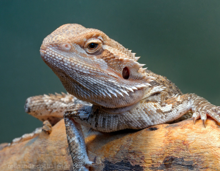 Young dragon (head length: 1 inch)