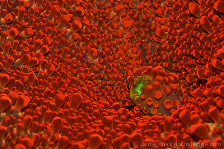 Red Mushroom Coral