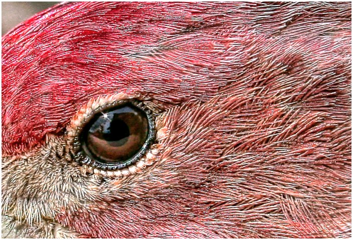 Purple Finch