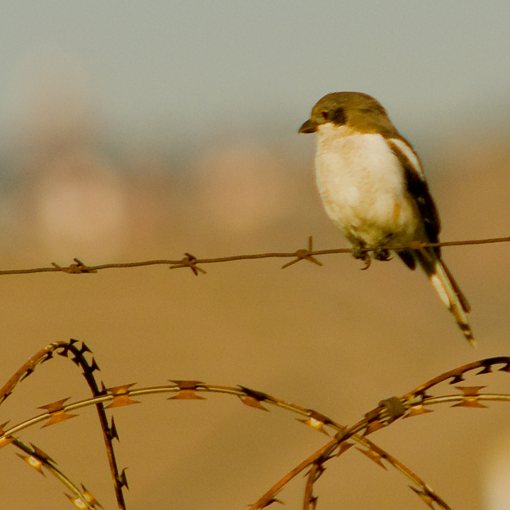 Bird and razor wire