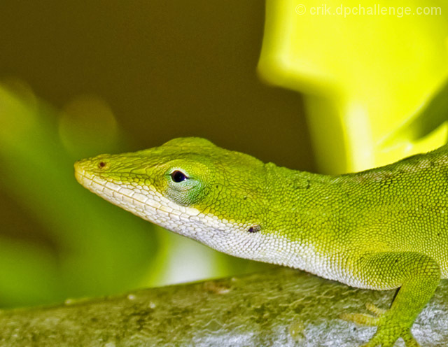 Anole Close up