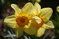 Twin Daffodils