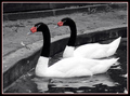 Two Black/White Swans