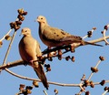 Two Doves