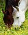 Grazing for Two