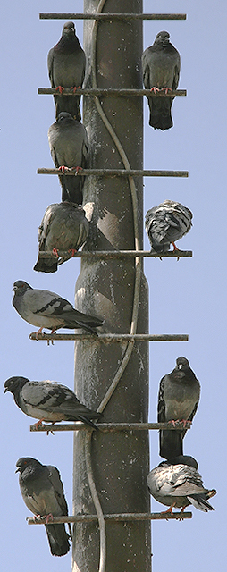 Pigeons