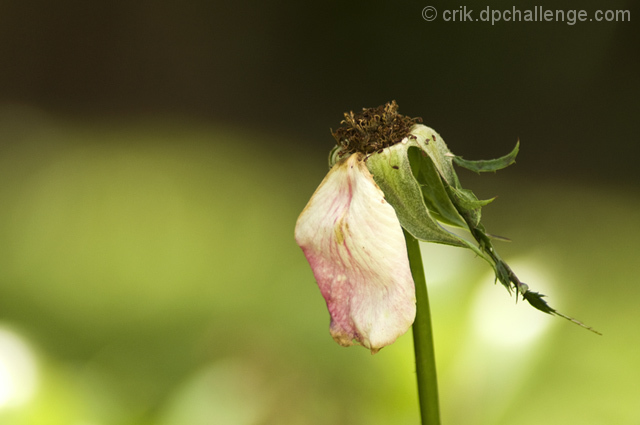 One Petal