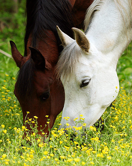 Grazing for Two