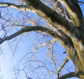 odd tree