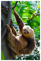 Sloth