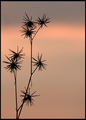 Seven Deadheads at Sunset